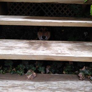 Meet your Posher, Augusta